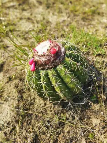 cactus mammilaire