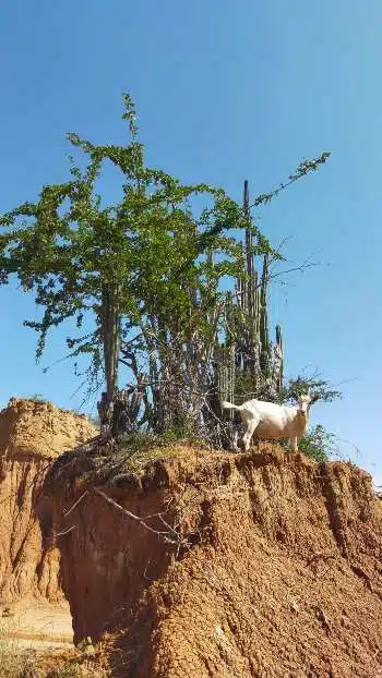 chevres dans le desert de Tatacoa