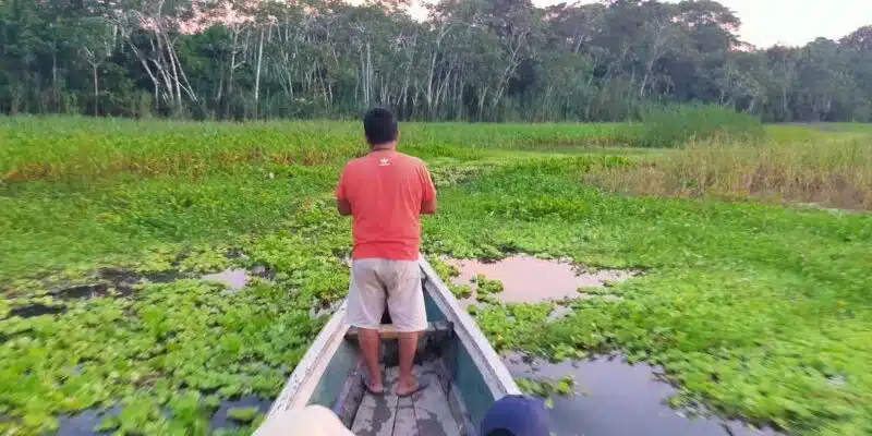 végéttion lacustre amazonie 