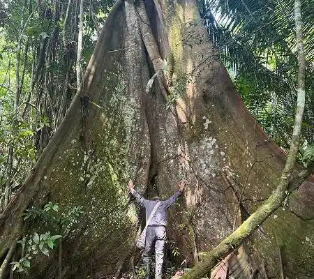 ceiba geant