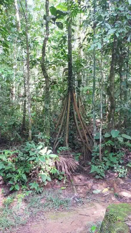 arbre racines parapluie