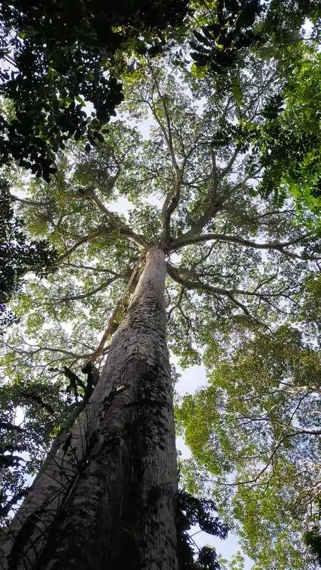 arbre géant