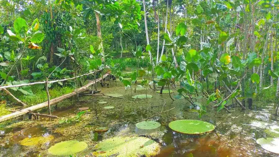 petit pont de bois