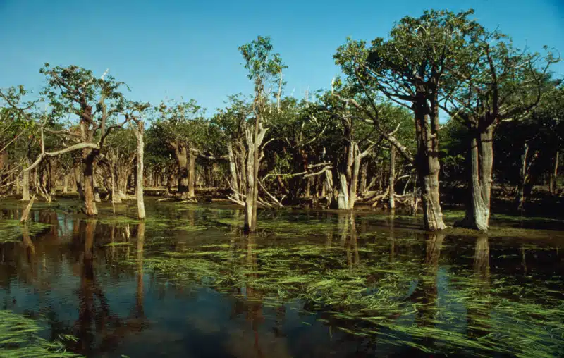 foret nationale tapajos