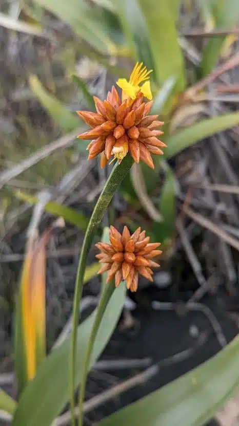 Stegolepis du Roraima