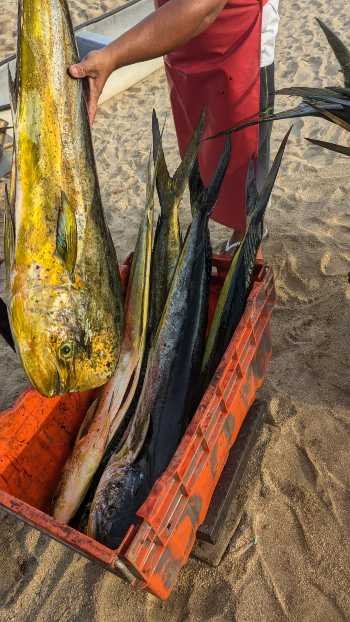 mahi mahi