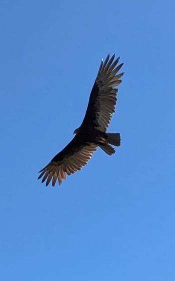 rapace
