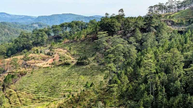 culture en terrasse dalat