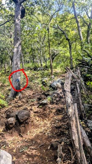 suivre flèche bleue sur l'arbre