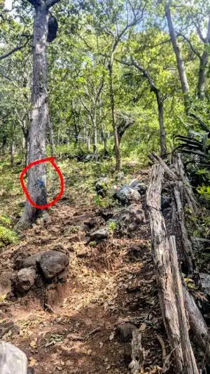 suivre flèche bleue sur l'arbre
