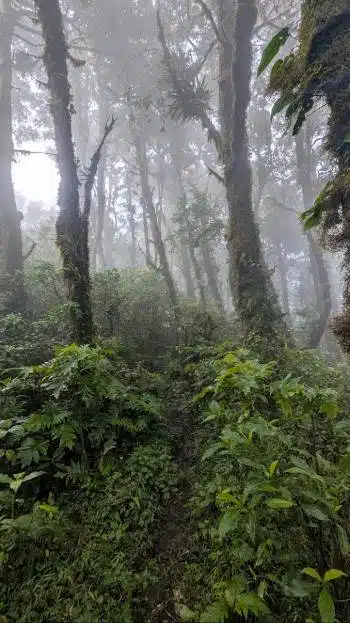 forêt de nuage