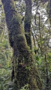 mousse des arbres