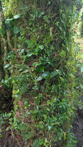 tronc saturé de épiphytes