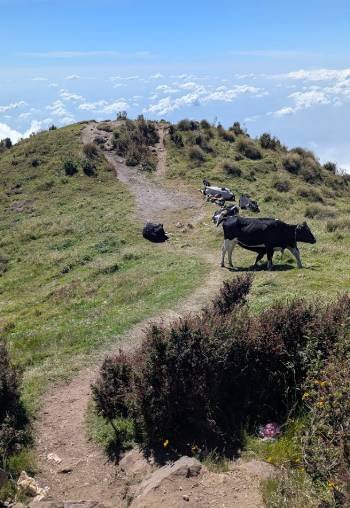 les vaches paissent à 3800