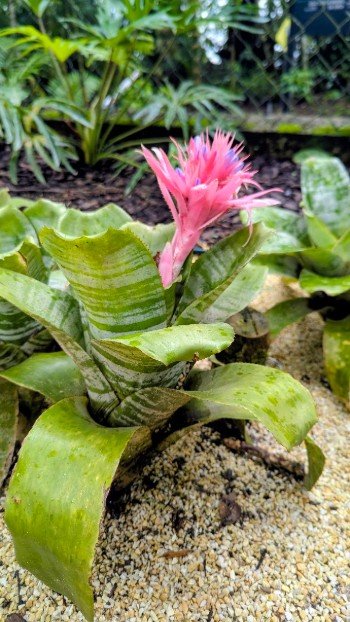 bromelia-vase-argent
