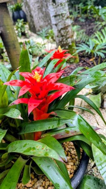 guzmania-lingulata