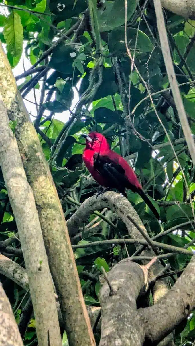 Tangara