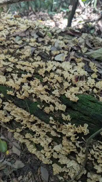 Trichaptum biforme