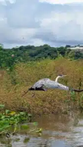 bagari en vol