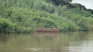 barque Coimbra