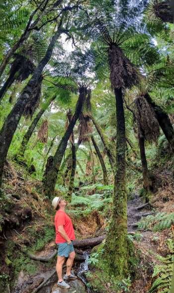 forêt des fougères géantes